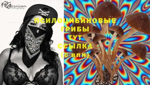 PSILOCYBIN Белокуриха